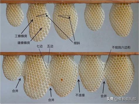 蜜蜂築巢條件|蜜蜂是怎麼修築蜂巢的？蜜蜂會在什麼地方築巢？